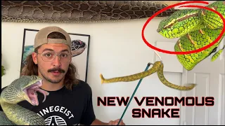 NEW Venomous Snake Reveal *VERY RARE*