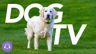 EXCITING TV for DOGS - Virtual Dog Walk (20 Hours)