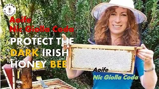 SICAMM Talk: The Native Irish Honey Bee Association - Aoife Nic Giolla Coda