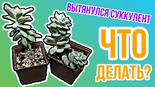 Что делать если суккулент вытянулся?