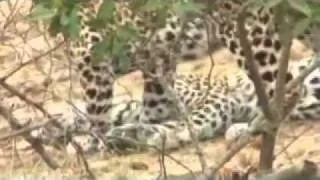 PM Safari Drive - Karula & Cubs on Kill - Sept 22, 2011