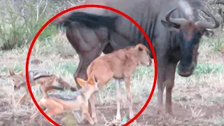 Battle Between Jackals & Baby Wildebeest!😨