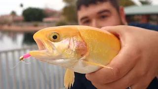 Stocked Trout Fishing with Pink Jigs! (Arizona Urban Pond)