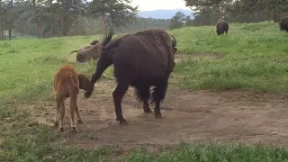 Bison calf is kicked and gored trying to eat but doesn't give up