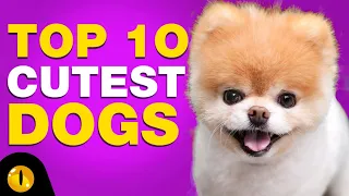 TOP 10 CUTEST DOG BREEDS