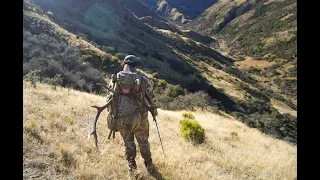 My First New Zealand Free Range Red Stag!!