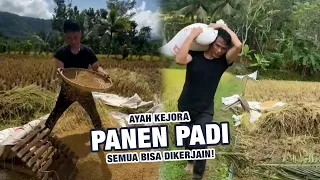 Ayah Kejora Panen Padi, Alhamdulillah!