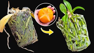 With just one fruit, Root Rotten Orchids instantly revive 100 sprouts and bloom wildly