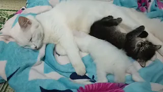 Cat Moms Nursing Their Cute Baby Kittens | Hungry Kitten Suckling its Mother