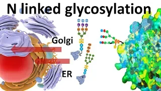 N linked glycosylation