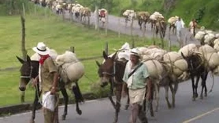 Historias de Arrieros Paisas, Ciudad Bolivar Antioquia, Colombia - TvAgro por Juan Gonzalo Angel