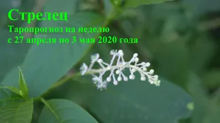 СТРЕЛЕЦ. Таропрогноз на неделю с 27 апреля по 3 мая 2020 года.