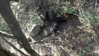 KURU HAVUZ VE ERCUVA AVIMIZ GÜZEL ATIŞ VE VURUŞLARIN OLDUĞU AV GÜNÜNDEN/ Wild boar hunting in Turkey