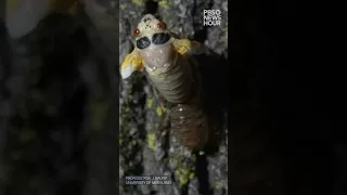 Watch this time lapse of a Brood X cicada molting | #Shorts