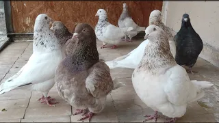 Голуби породы тексан/ Мясные голуби/ Texas pioneer pigeons