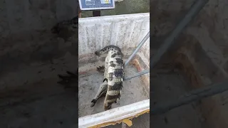 Breeding Crocodile , Catching crocodile at farm #crocodile #short16