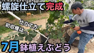 鉢植えぶどう7月の管理〜螺旋仕立ての樹形完成！！仕立て方や初収穫について〜2023-07-01