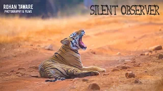 Silent Observer, Wildlife Film on Tadoba Andhari Tiger Reserve