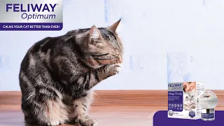 Is your cat showing signs of stress like overgrooming?