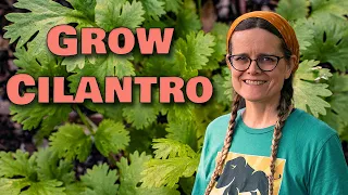 How to Grow Cilantro from Seeds