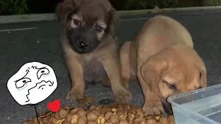 Giving FOOD and WATER to HUNGRY street PUPPIES ..