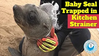 Baby Seal Trapped in Kitchen Strainer!