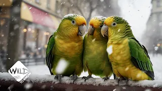 How These Amazon Parrots Ended Up in Snowy Germany | Wild to Know