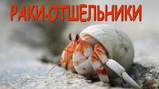 Hermit Crabs | The Wonderful World of Invertebrates