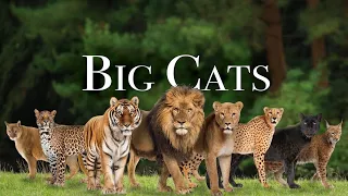 Big Cats In 4K - Spectacular Scenes of Big Cats In Wild Nature | Nature Soothing Film