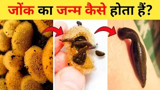 जोंक का जीवन चक्र | Leech Life Cycle Video | Life Cycle Of Leech In Hindi | Jonk Ka Janm Kaise Hota