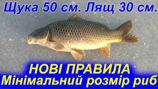 УВАГА, нові правила риболовлі! Мінімальний розмір риб та водних безхребетних, дозволених до вилову