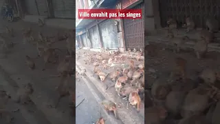 UNE VILLE ENVAHIT PAR LES SINGES 😱 #shorts #viral