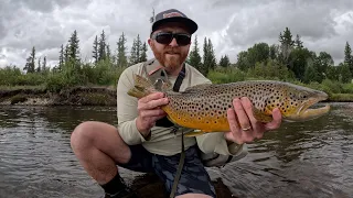 Fly Fishing Colorado for Giant Brown Trout on Dry Flies | FishHeads