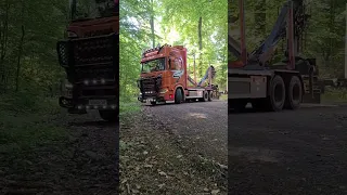 Holztransport 🧡 Scania, im Wald wird es nie langweilig