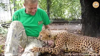 Магическое мурлыканье гепарда. Роза и Фараон. Тайган. Cheetah's magical purr.. Taigan.