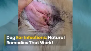 Dog Ear Infections: DIY Remedies That Work
