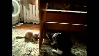 Cats Epic Fight