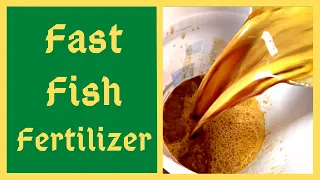 Fish Fertilizer In Just TWO WEEKS - How To Make Fish Hydrolysate
