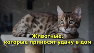 Животные, которые приносят удачу в дом