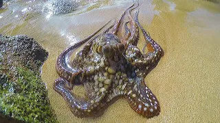 Catching, Cleaning & Cooking Octopus!