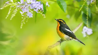 힐링음악 피아노 🎵 마음이 안정되고 기분 좋아지는 음악, 스트레스 해소음악,휴식 음악, 스트레스 해소 음악, 명상음악, 마음이 편안해지는 음악