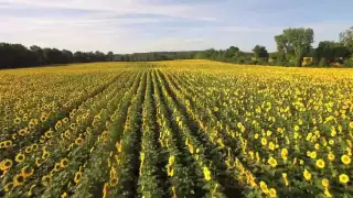 Breathtaking aerial view of sunflower fields in Camillus