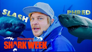 Diver Comes Face to Face with TWO 20-Foot Sharks! | Shark Week