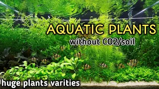 aquatic plants without soil | without co2 |Aquarium plant