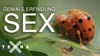 Darum haben wir Sex - Evolution einfach erklärt