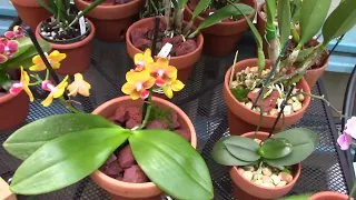 Orchid growth update..........and interview w/ Hillbilly Orchids