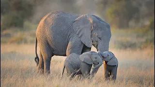 Unveiling the Surprising Secrets of Baby Elephants #babyelephants