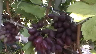 Сорт винограда "Донецкий огонёк" - сезон 2019 # Grape sort "Doneckij ogonyok"