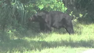 Big Cypress - Black Bear - Florida Everglades