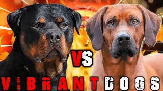 Rottweiler vs Rhodesian Ridgeback | Rhodesian Ridgeback vs Rottweiler | Guard Dog? | Billa Boyka |